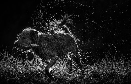 ���������������ձ�����Ѫ�ͽ�������