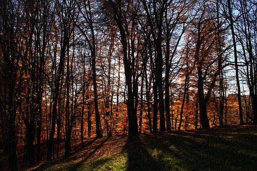 语文学习计划范文篇