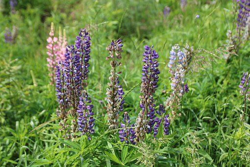 ѧ��Ӣ���ܽ�